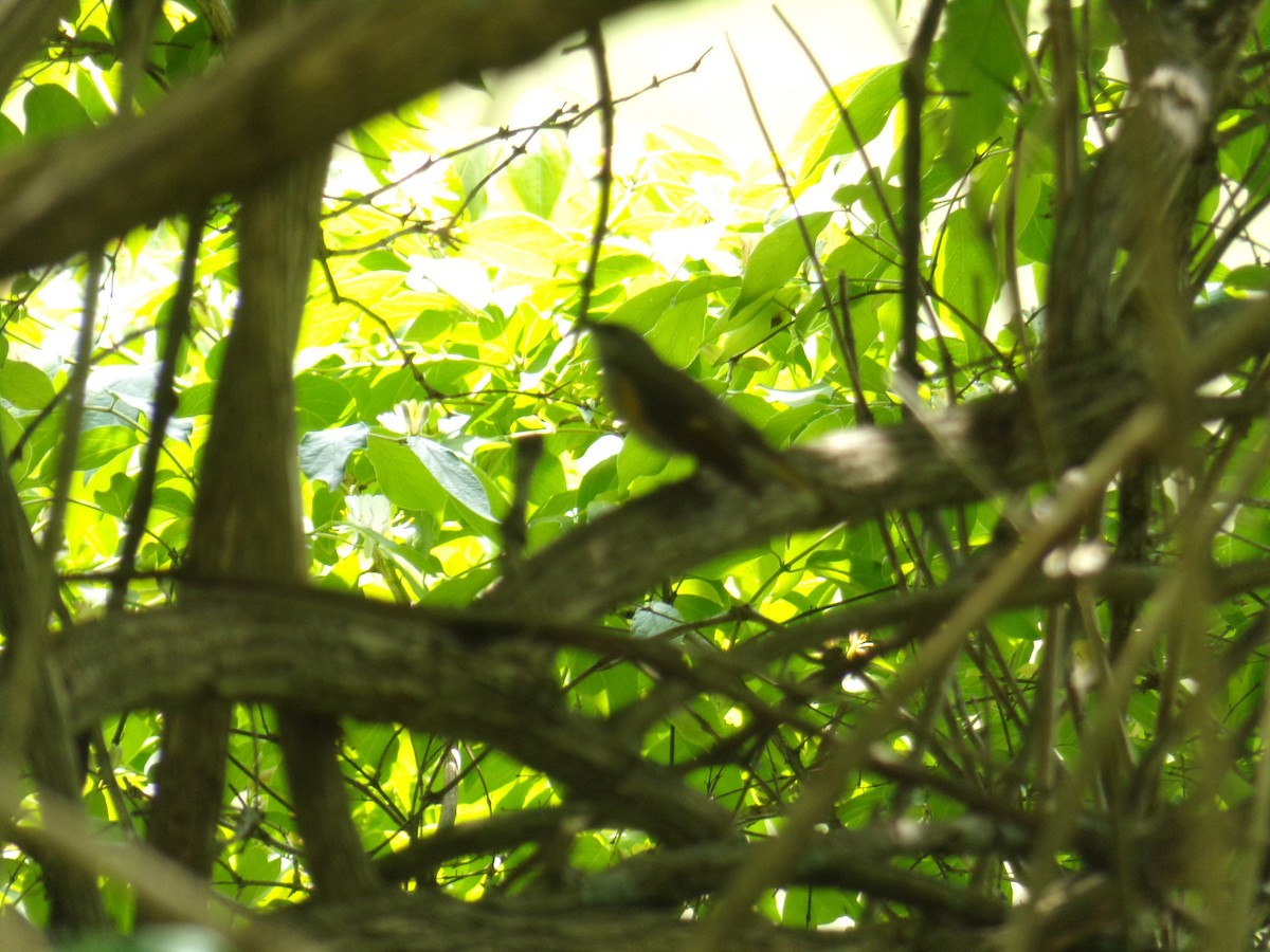 American Redstart - Isaiah Craft