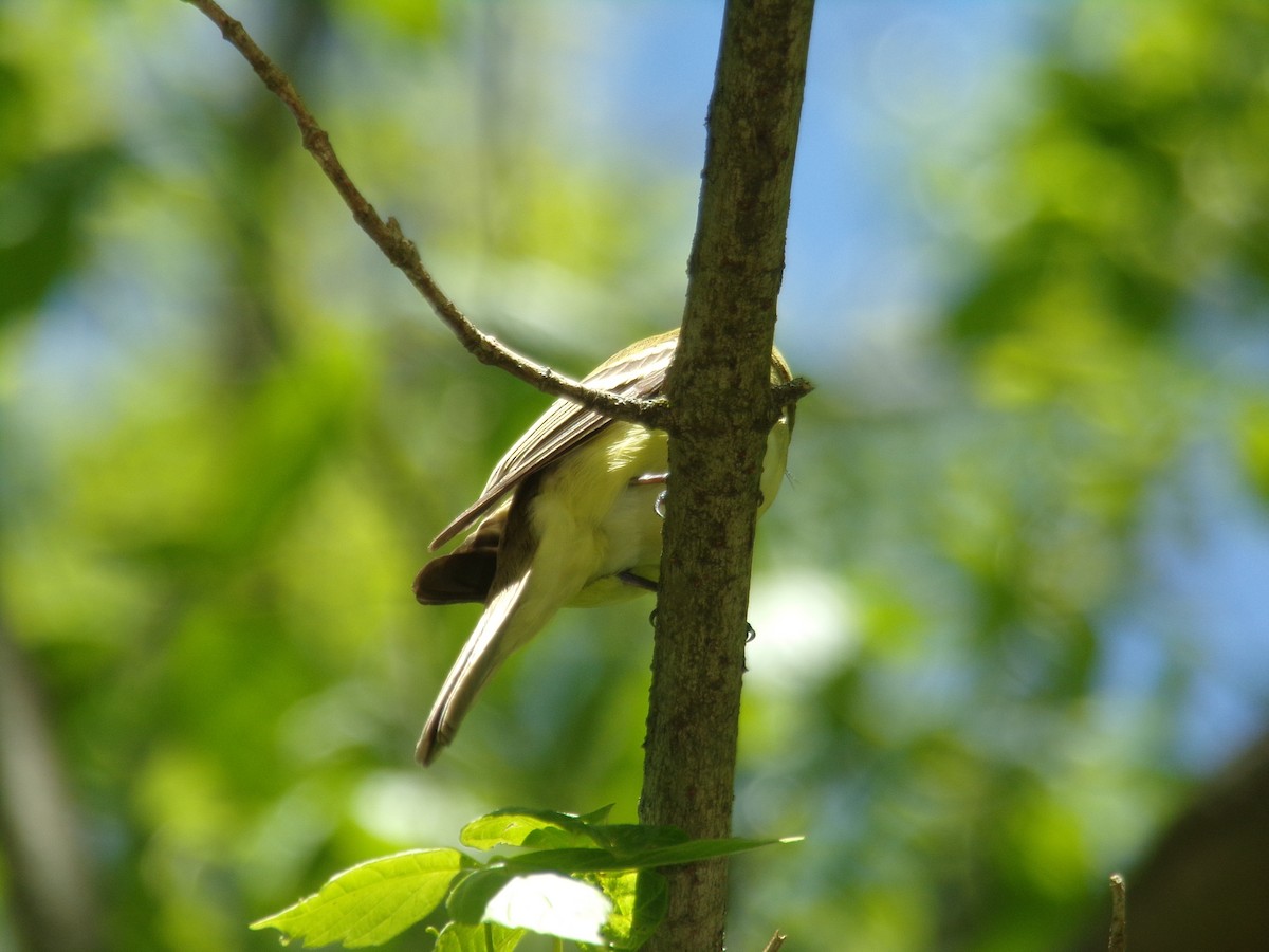 Reinita Dorsiverde - ML505643181