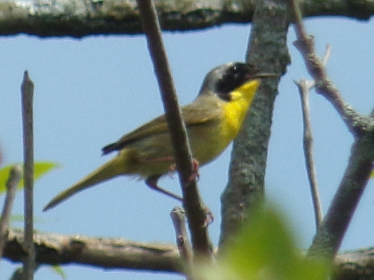 Common Yellowthroat - ML505643271