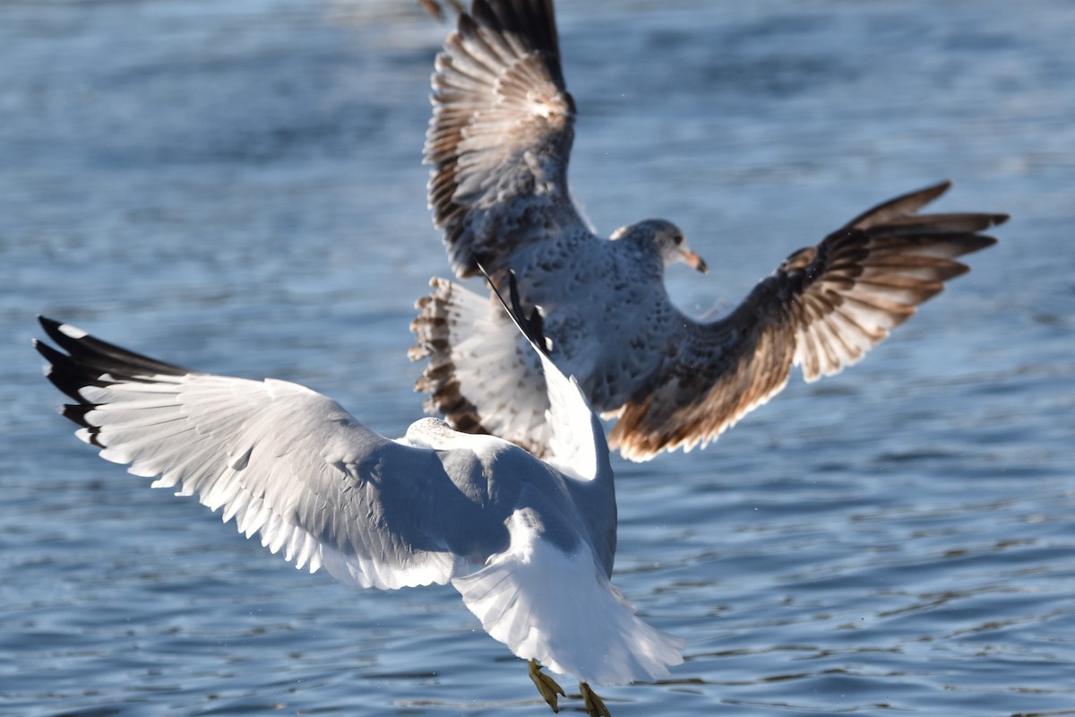 Ring-billed Gull - ML505643831