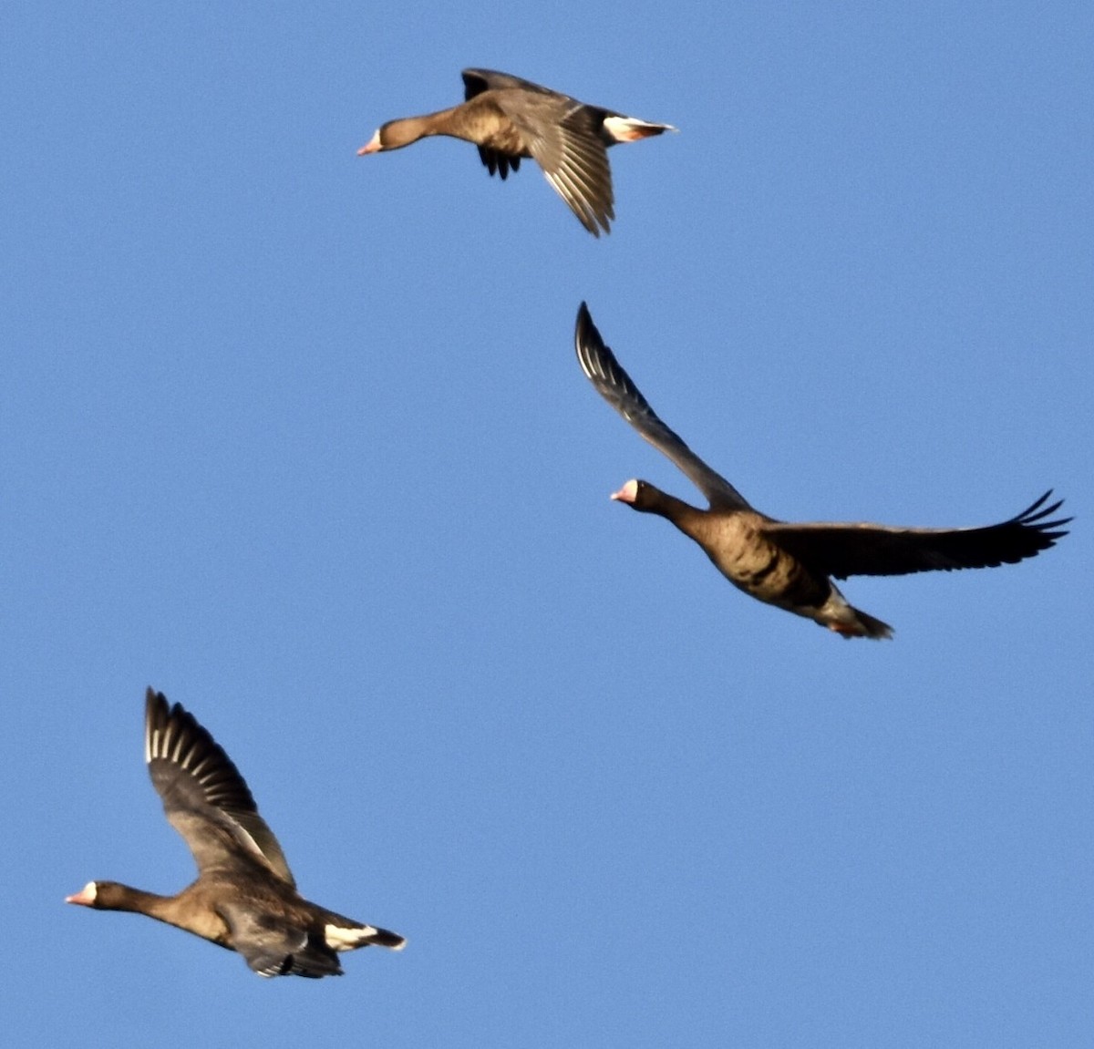 Greater White-fronted Goose - Jason C. Martin