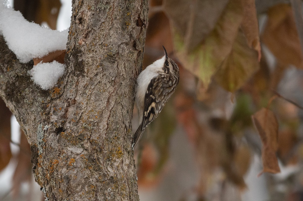 Brown Creeper - Lyle Grisedale