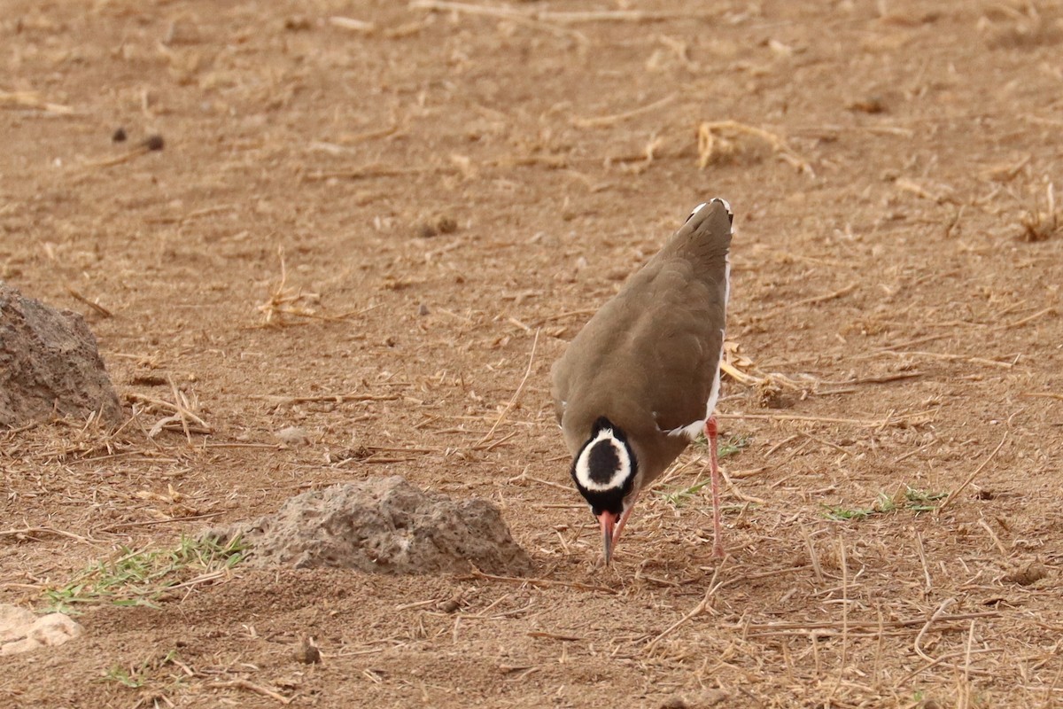 Crowned Lapwing - ML505646321