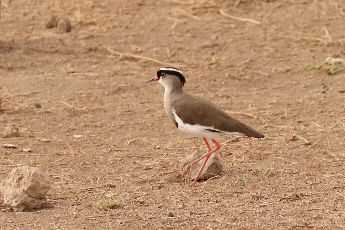 Crowned Lapwing - ML505646331