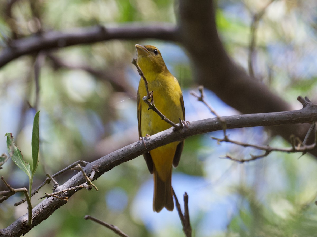 Summer Tanager - Michael Tromp