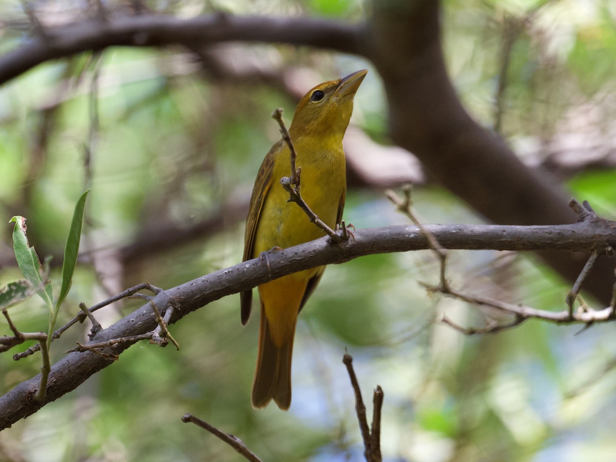 Summer Tanager - Michael Tromp