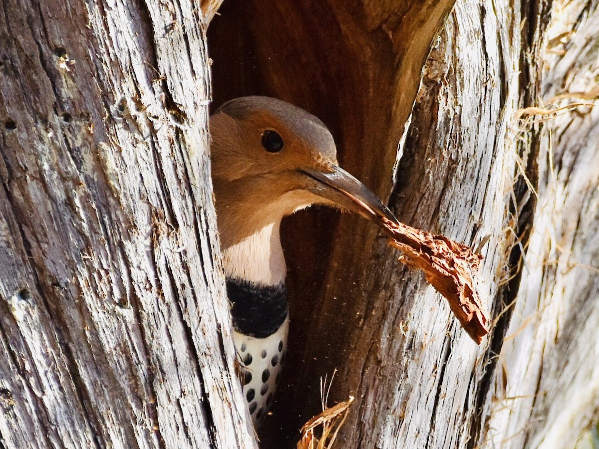 Northern Flicker - ML505648311