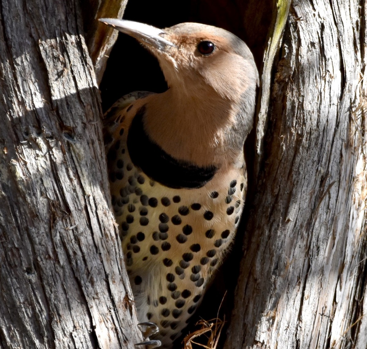 Northern Flicker - ML505648381