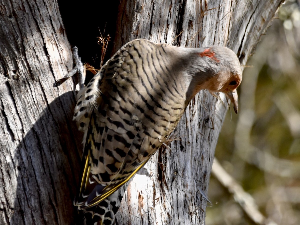 Northern Flicker - ML505648551