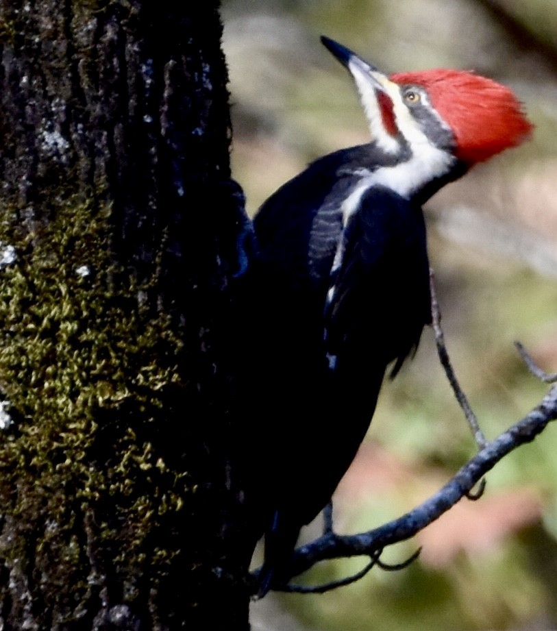 Pileated Woodpecker - ML505648641