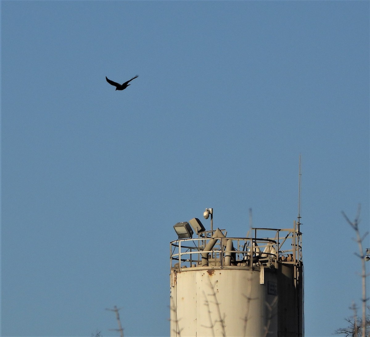 Common Raven - Corvus 𓄿