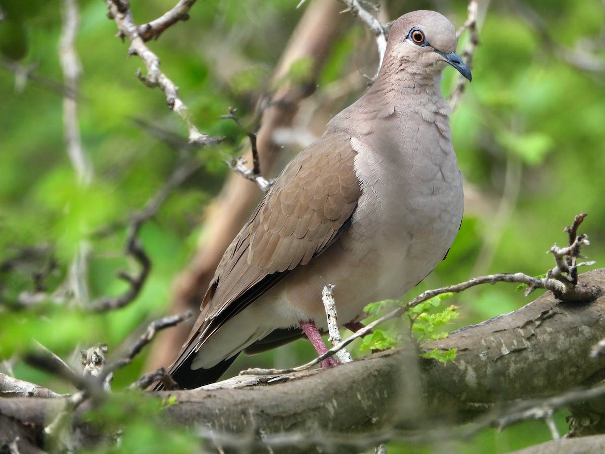 White-tipped Dove - Glenda Tromp