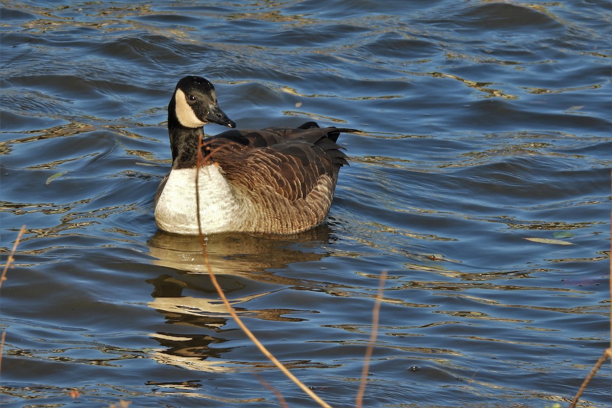 Canada Goose - ML505652001