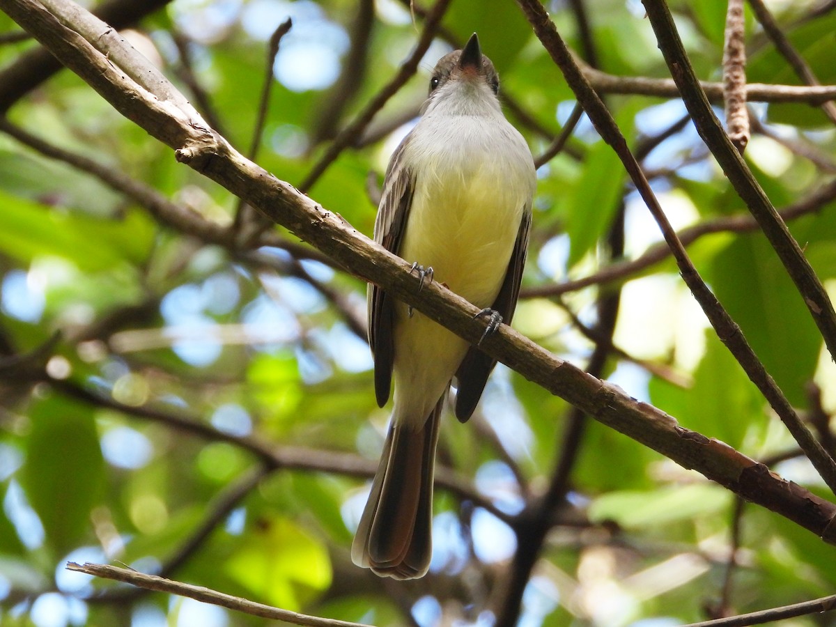 Brown-crested Flycatcher - Glenda Tromp