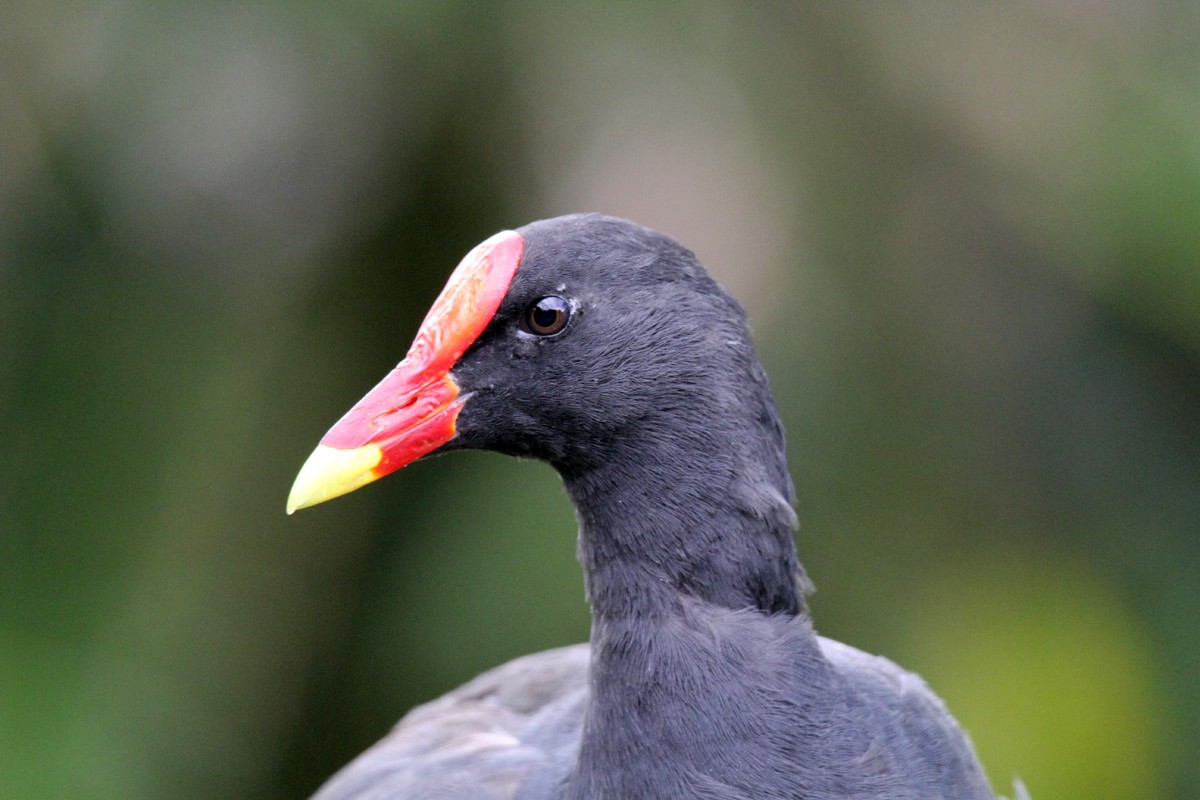 Dusky Moorhen - ML505652711