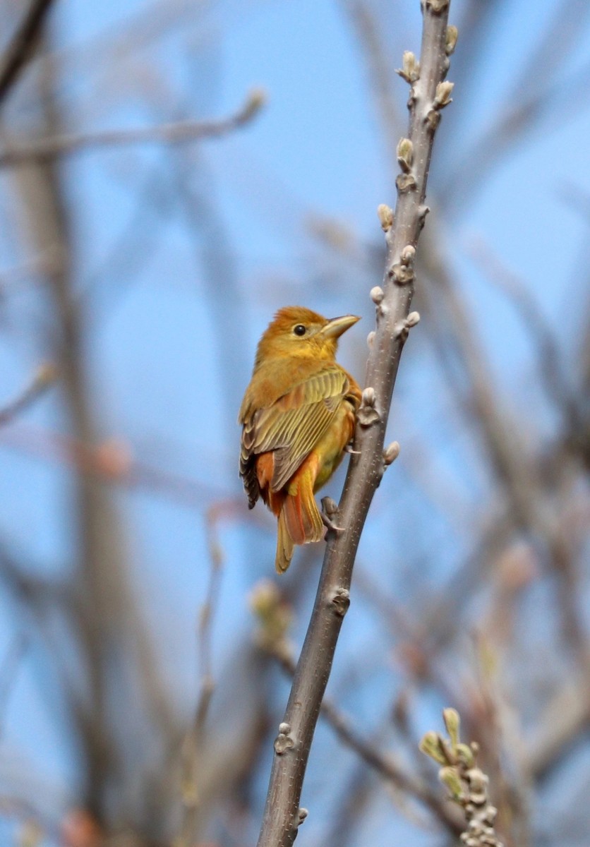 Summer Tanager - ML50565411