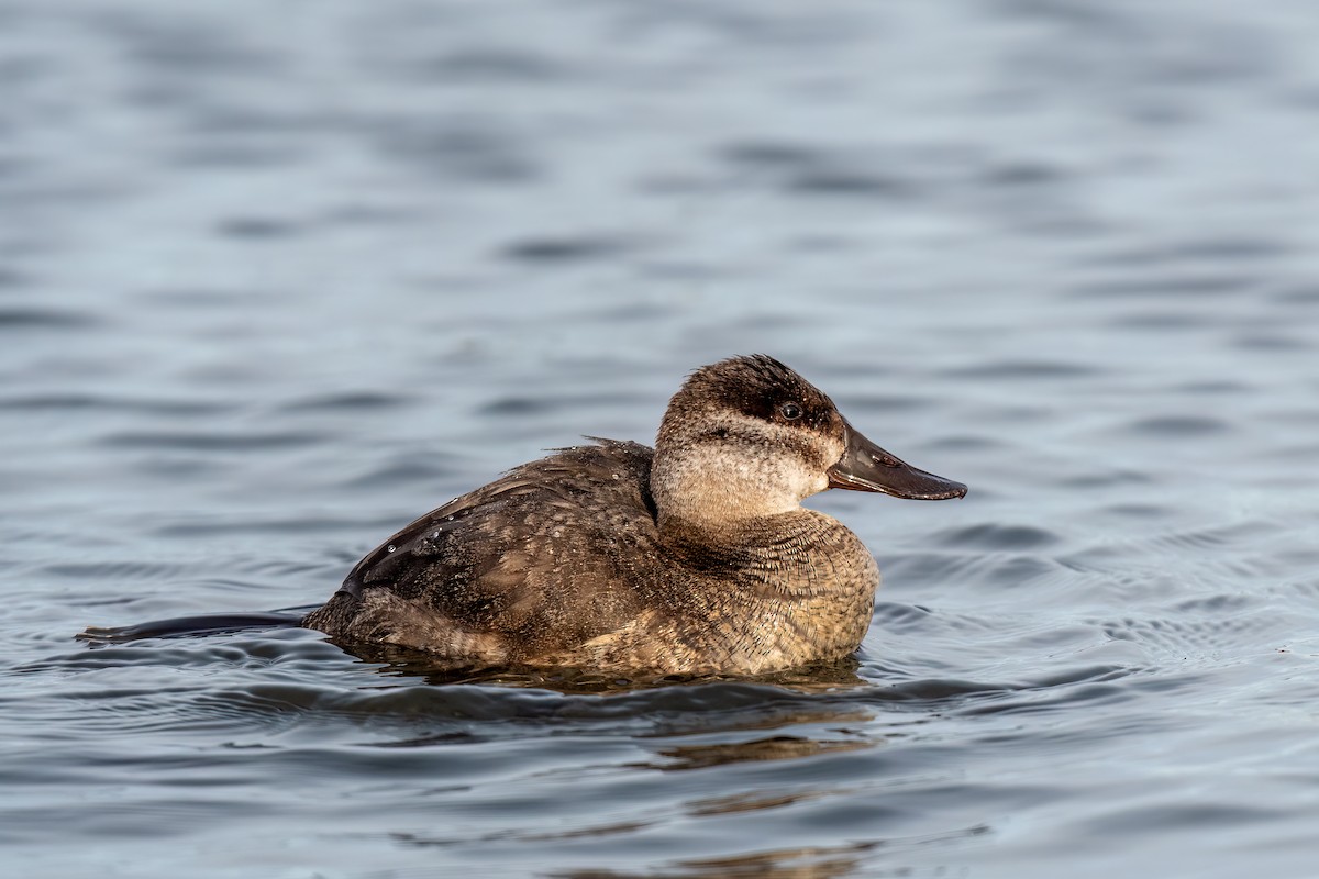 Ruddy Duck - Linda Deith