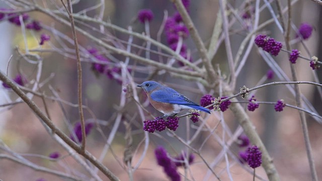 Eastern Bluebird - ML505654891