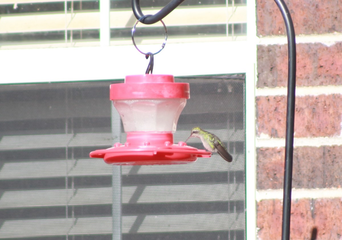 Broad-billed Hummingbird - ML505656171