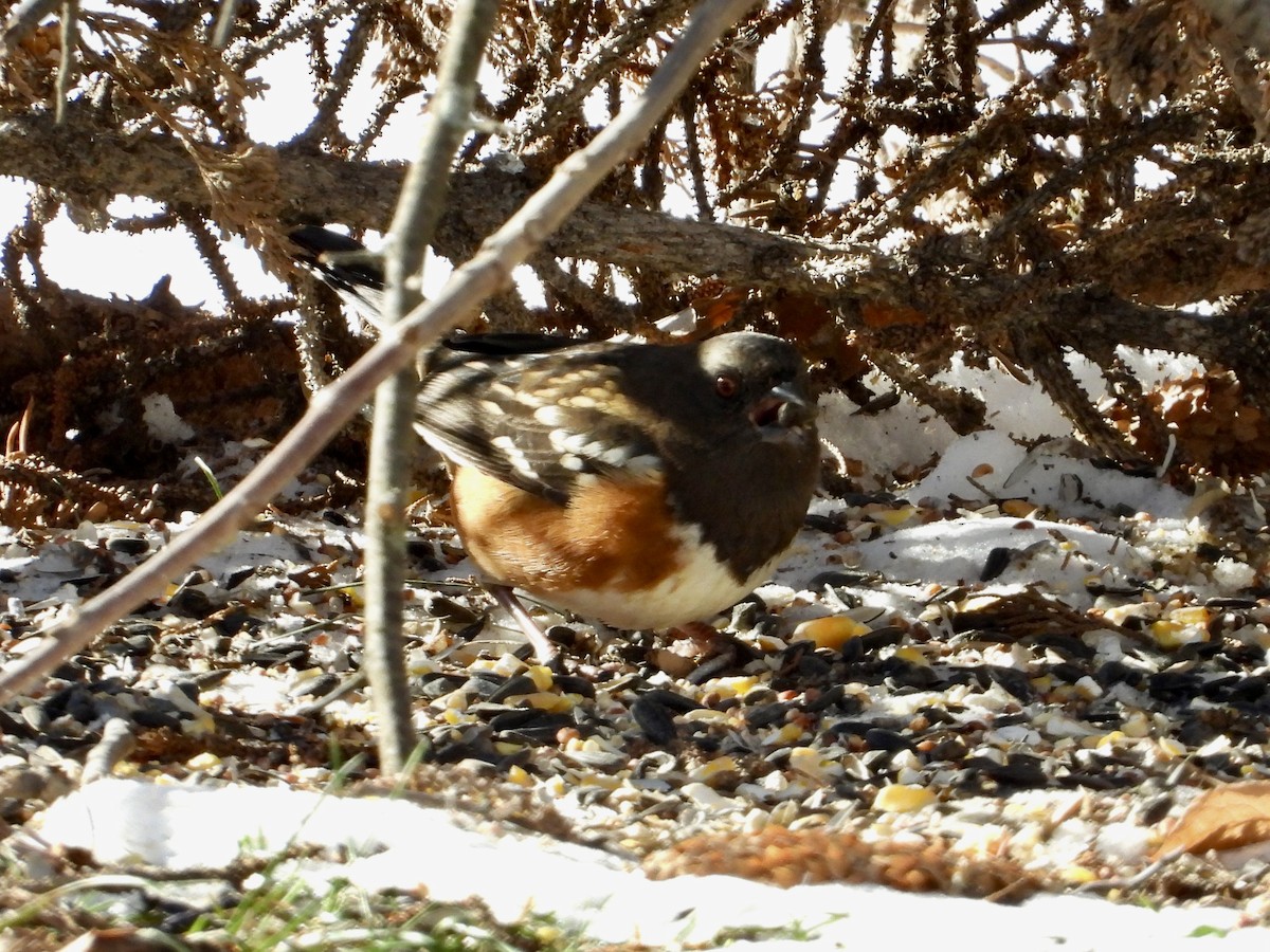 Spotted Towhee - ML505656201