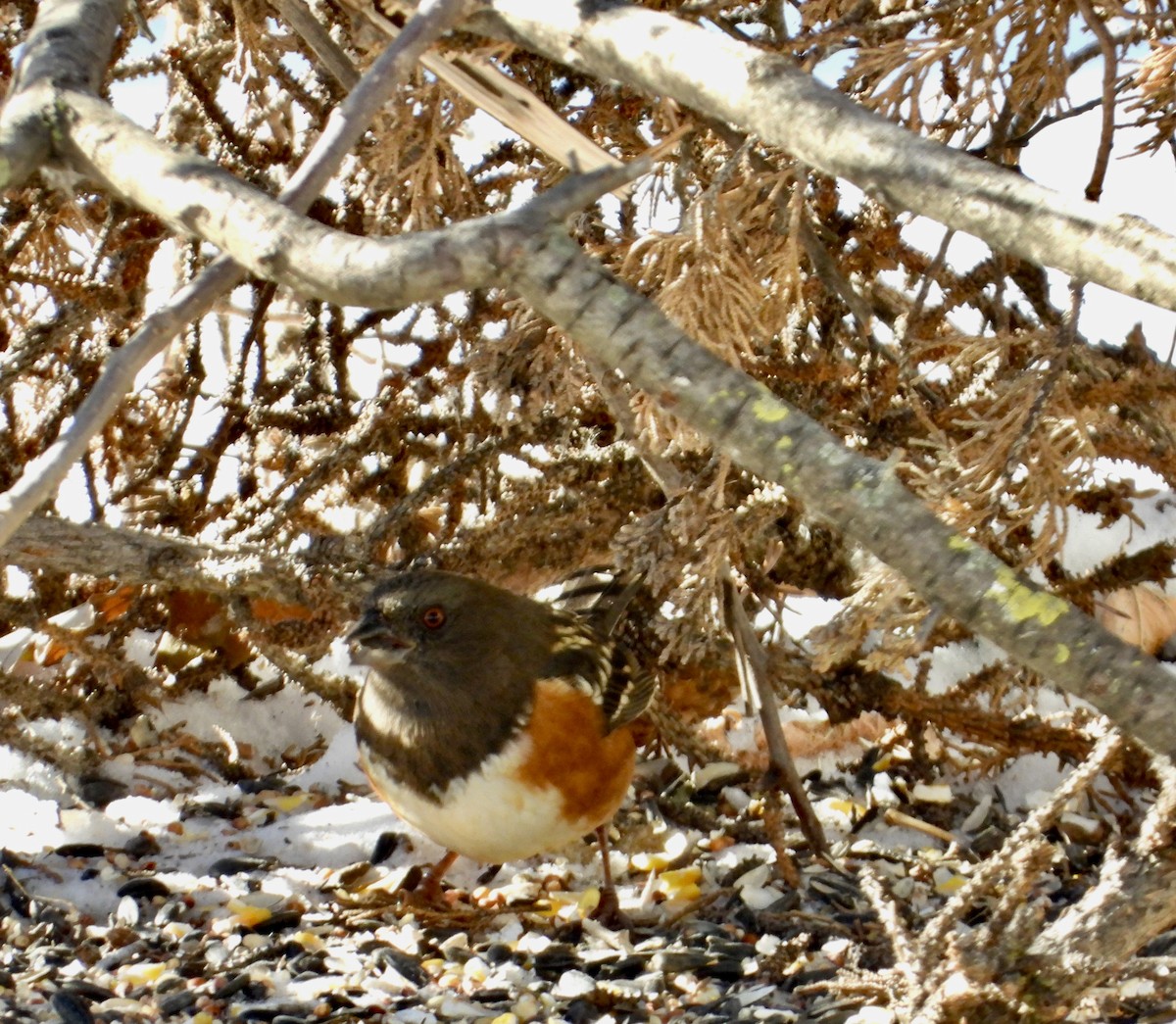 Spotted Towhee - ML505656211