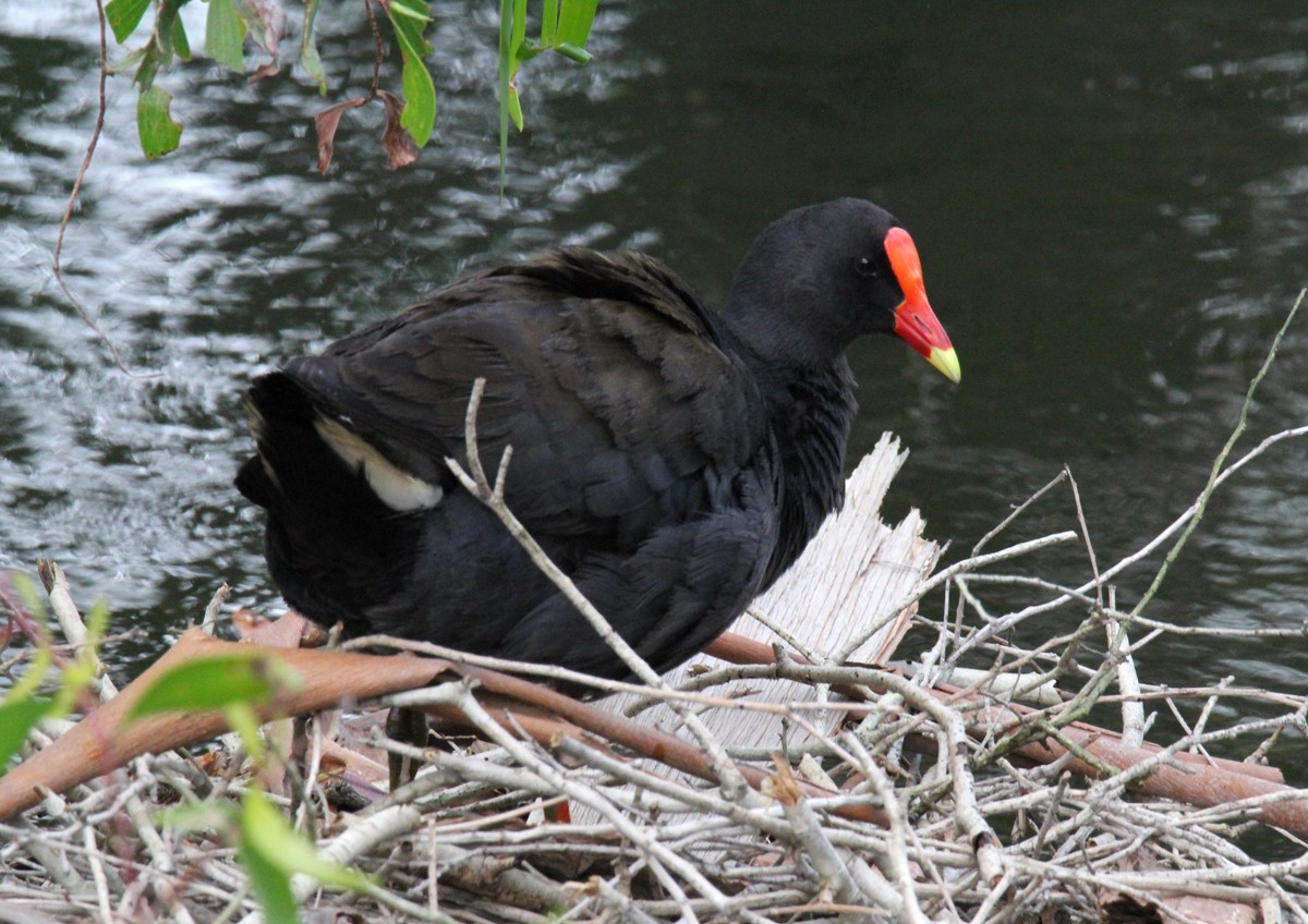 Dusky Moorhen - ML505656401