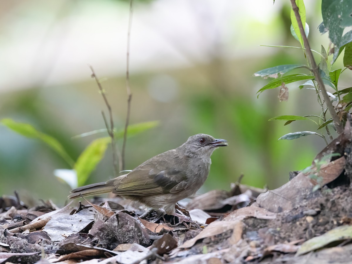 Olive-winged Bulbul - ML505656871