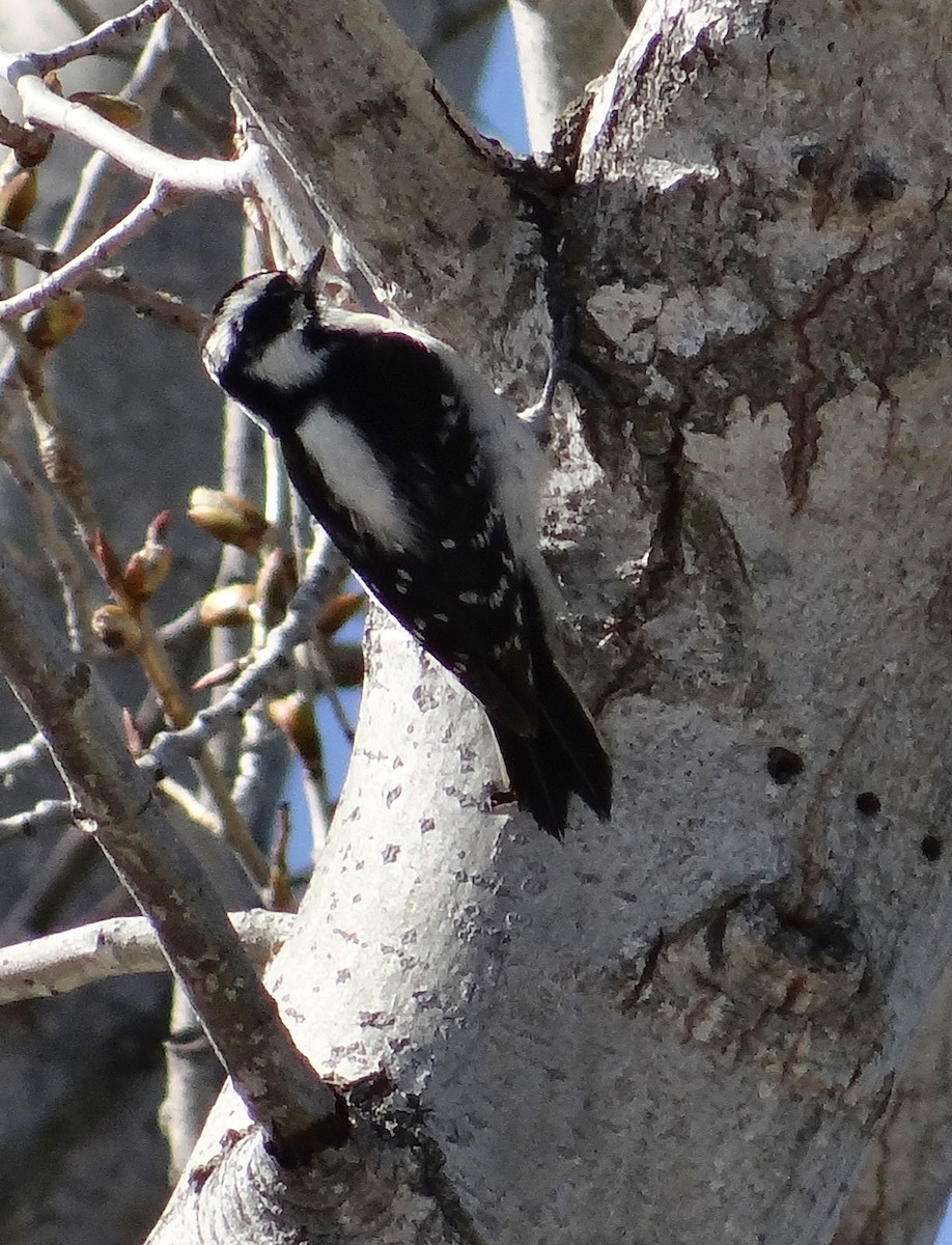 Downy Woodpecker - Cara Barnhill