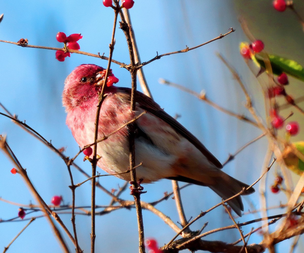 Purple Finch - James Lukenda