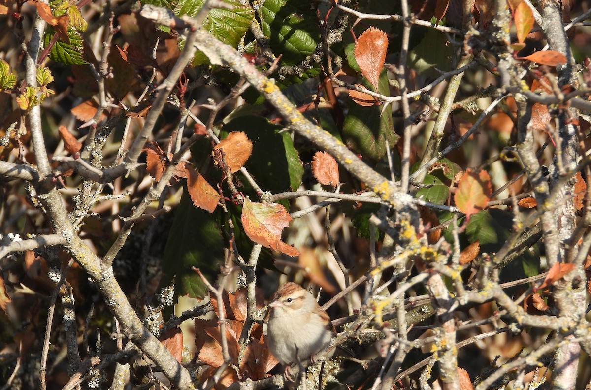 Chipping Sparrow - ML505657321