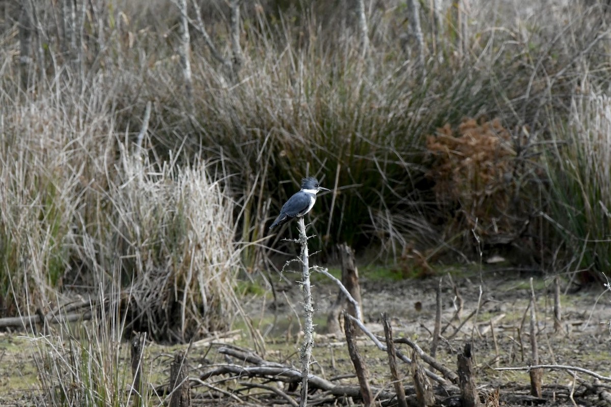 Belted Kingfisher - ML505659221
