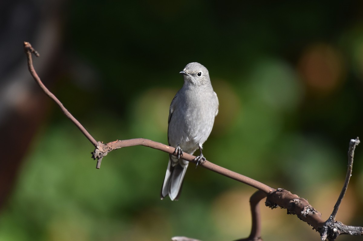 Townsend's Solitaire - Timothy Leque