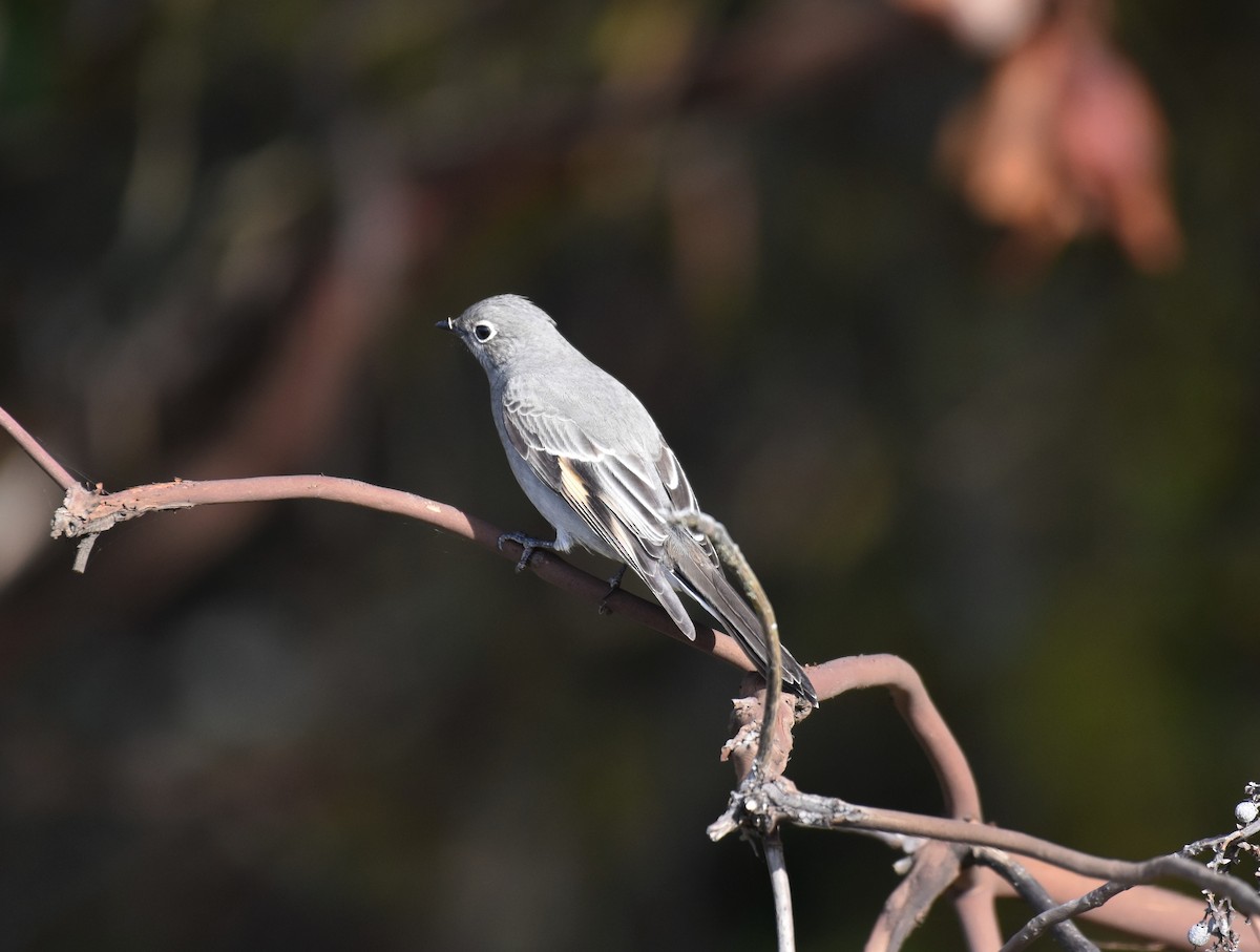 Townsend's Solitaire - ML505659831
