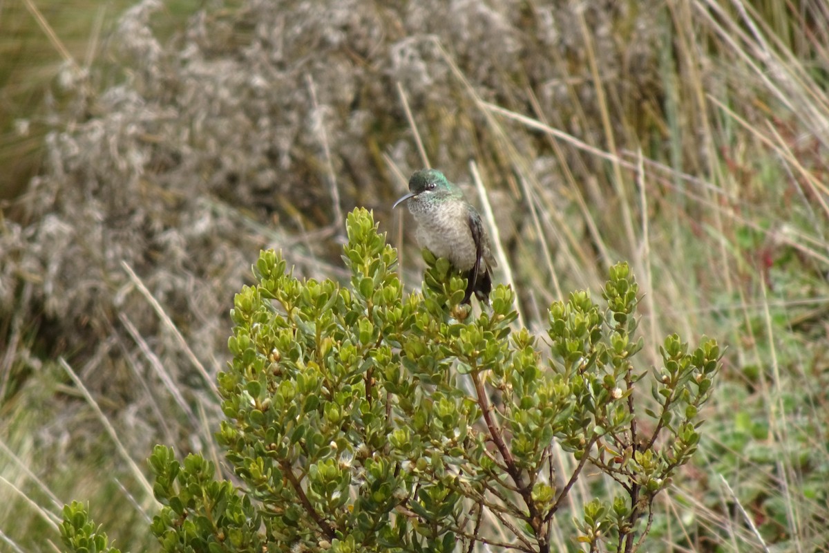 Colibri du Chimborazo - ML505659891