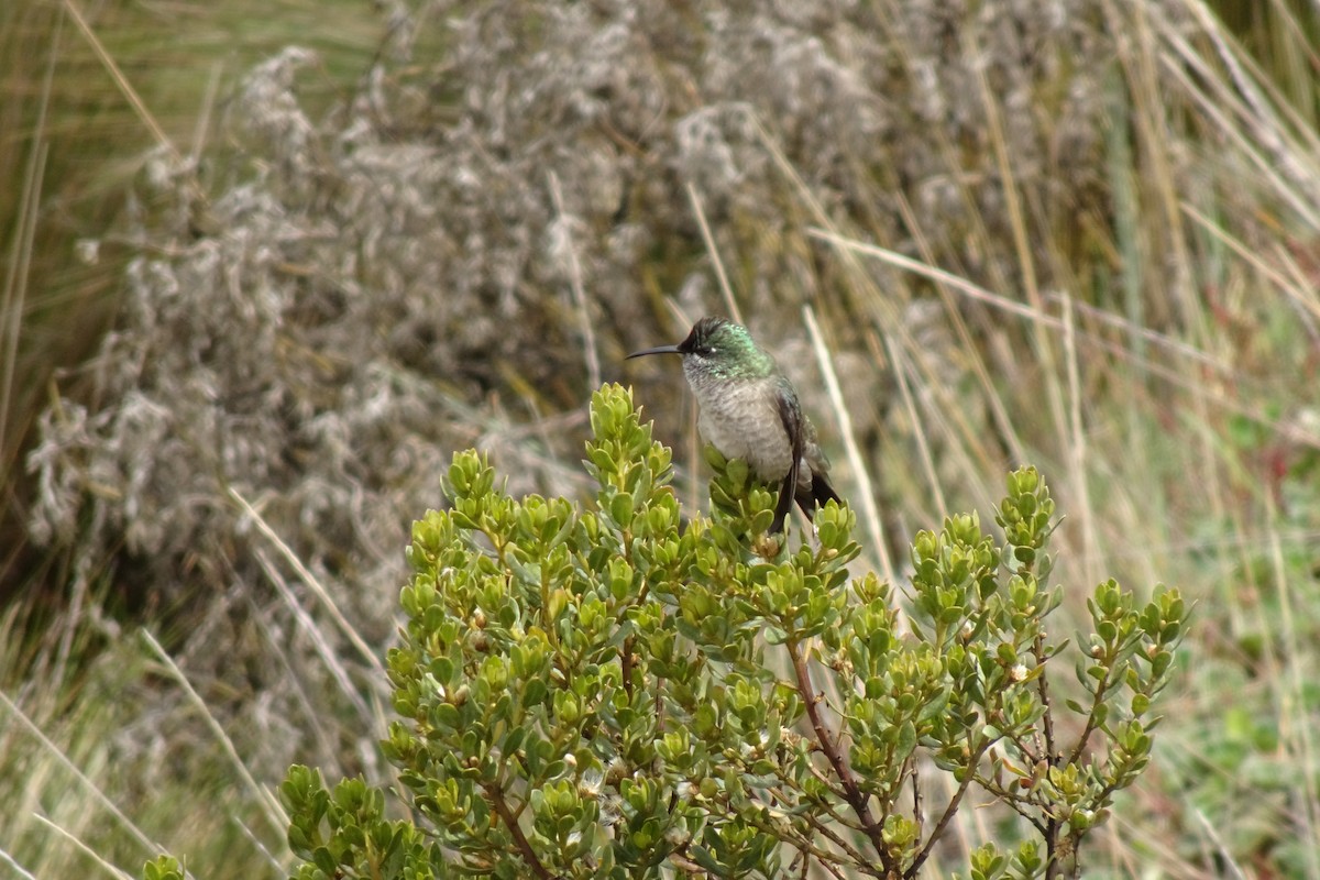 Colibri du Chimborazo - ML505659901