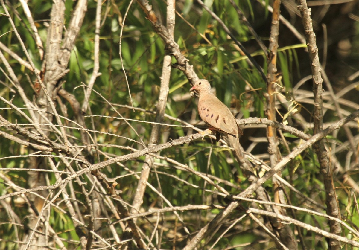 Common Ground Dove - ML505660641