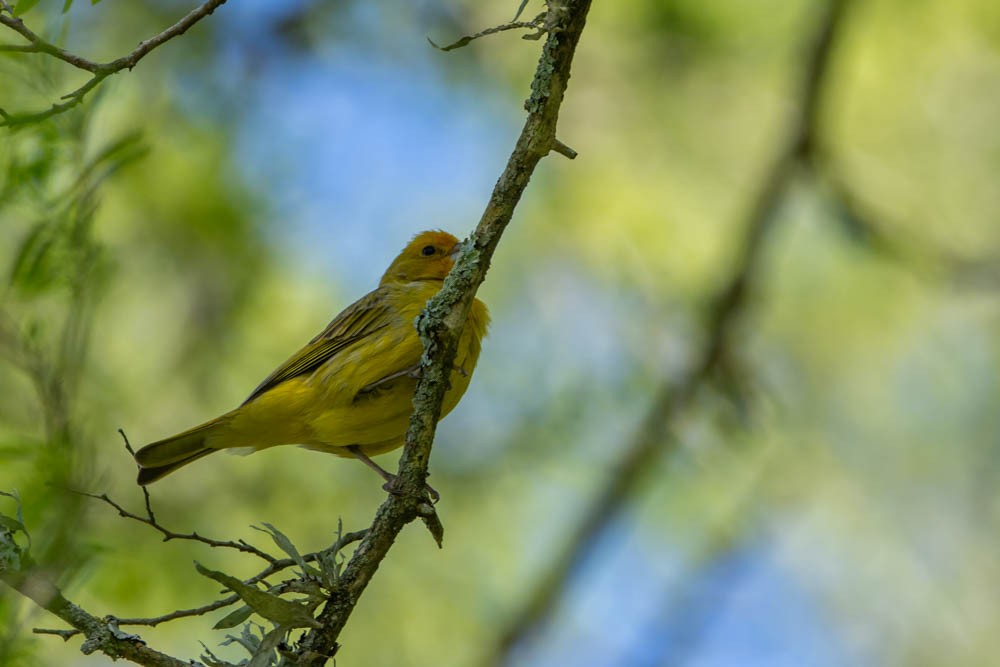 Saffron Finch - ML505664181