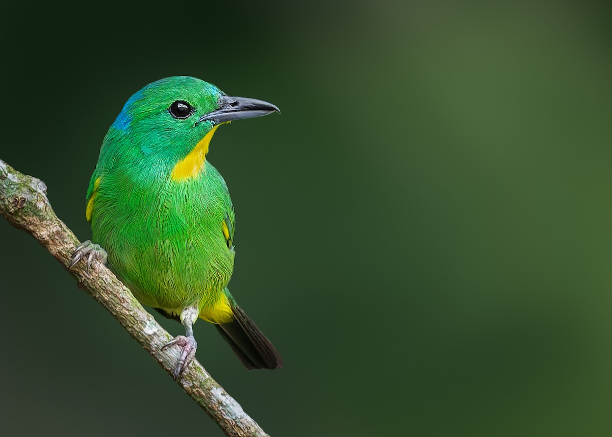 Green Shrike-Vireo - ML505664381