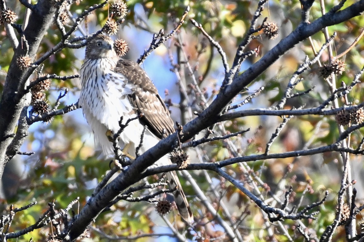Cooper's Hawk - ML505664471