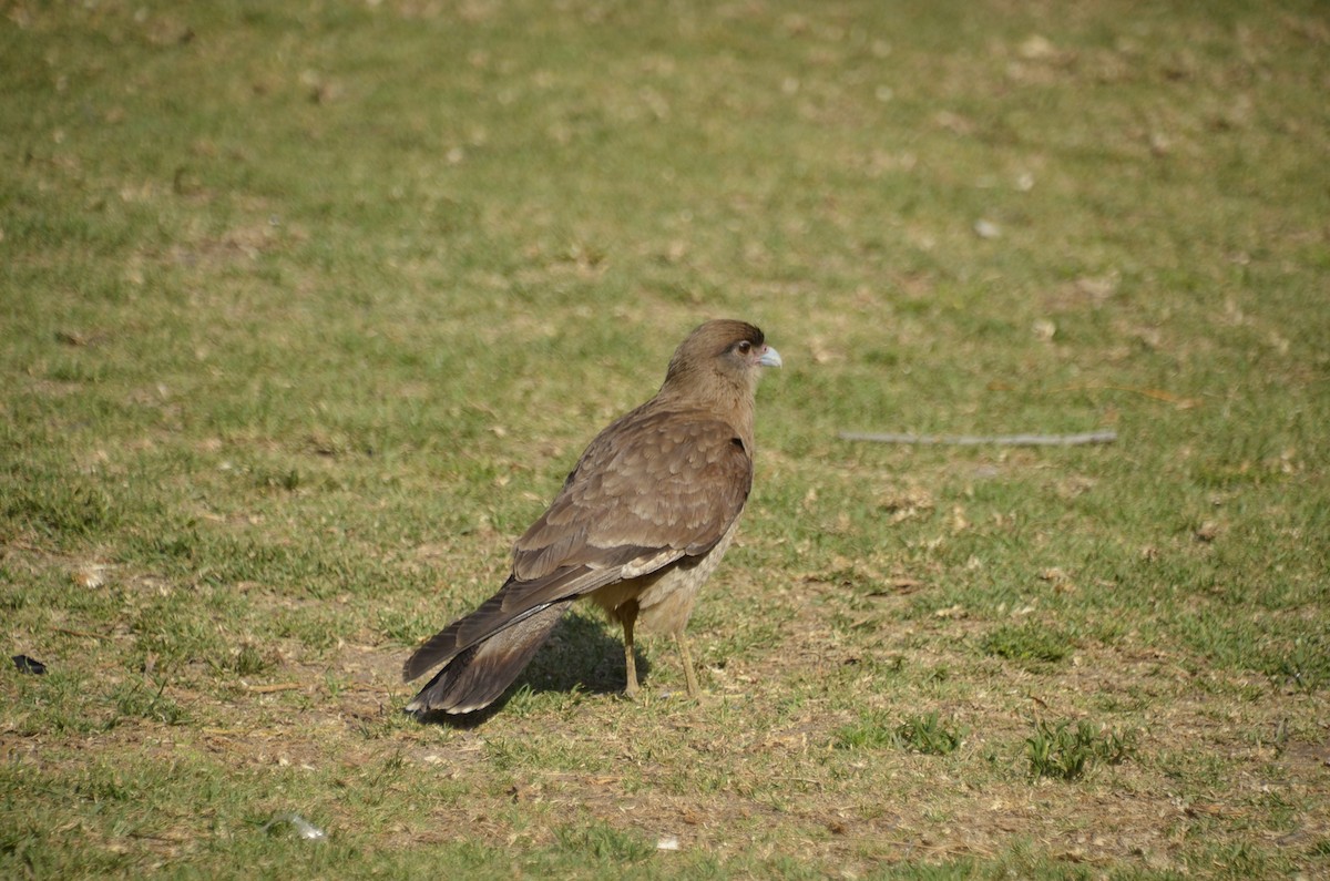 Chimango Caracara - José Ignacio Catalán Ruiz