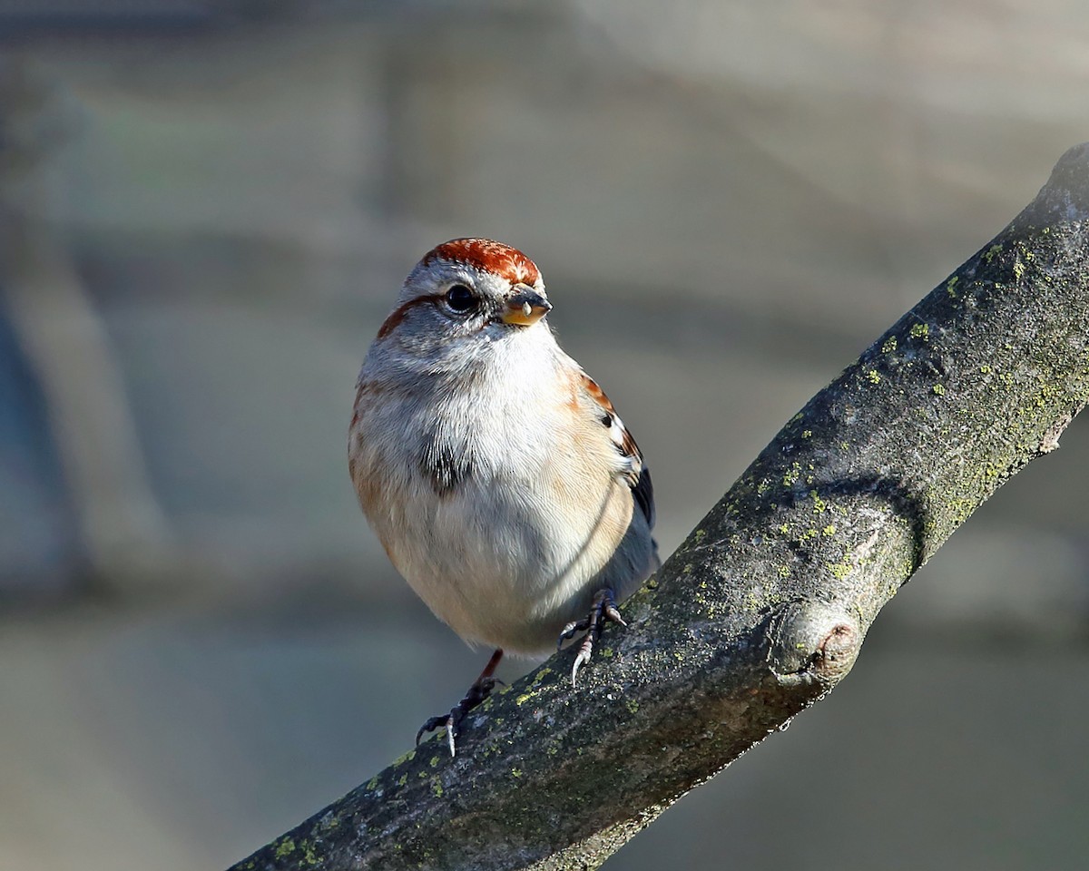 American Tree Sparrow - ML505666141