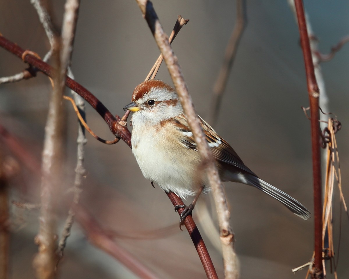 American Tree Sparrow - ML505666191