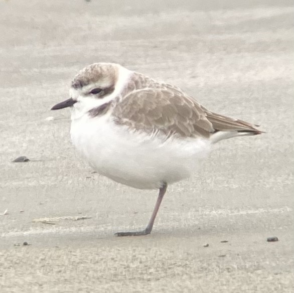 Snowy Plover - Samuel Murray