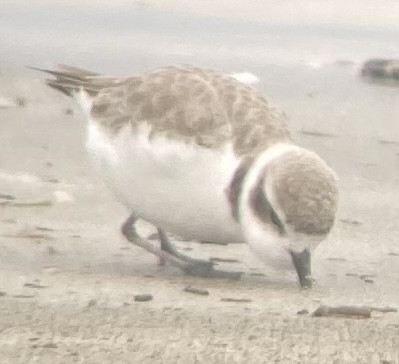 Snowy Plover - ML505666301