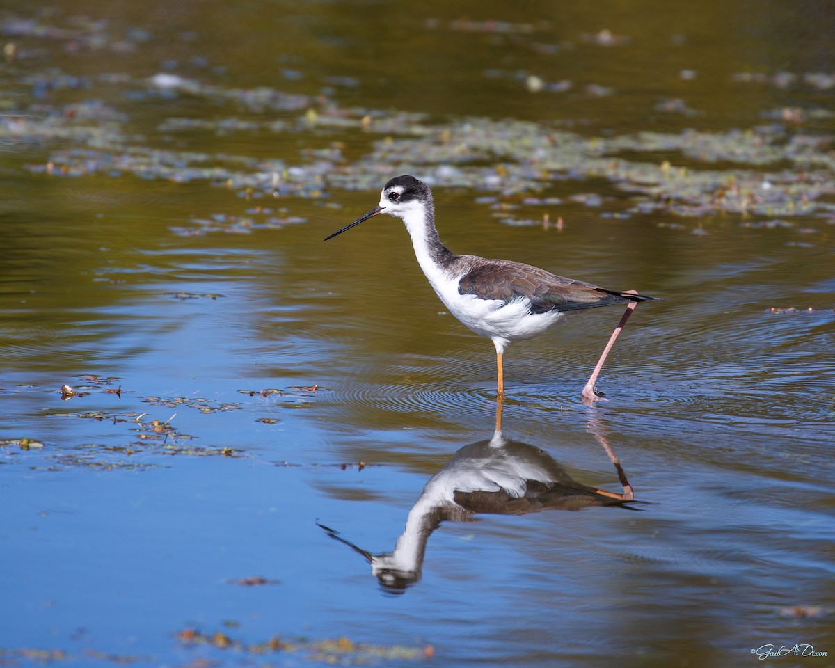 Black-necked Stilt - ML505666491