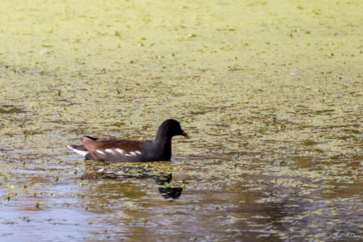 Common Gallinule - ML505666551