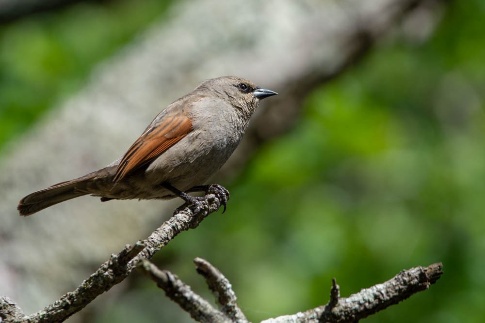 Grayish Baywing - ML505666731