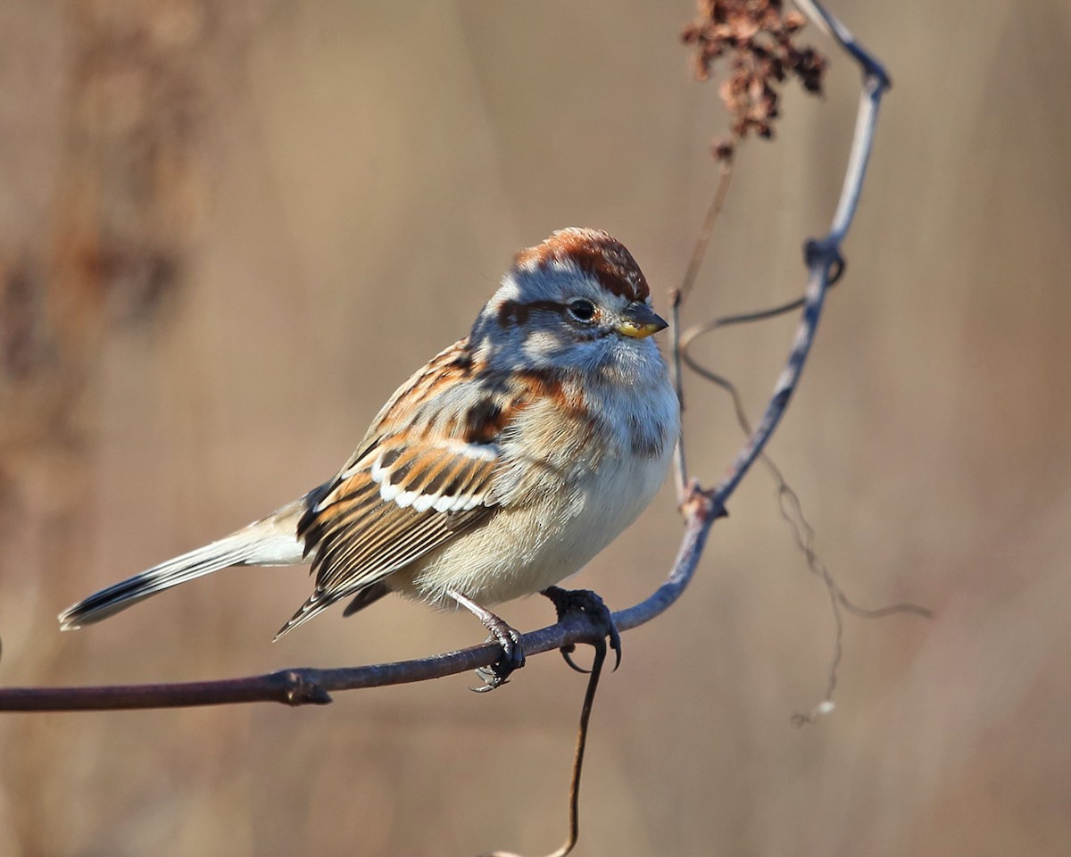 American Tree Sparrow - ML505667041