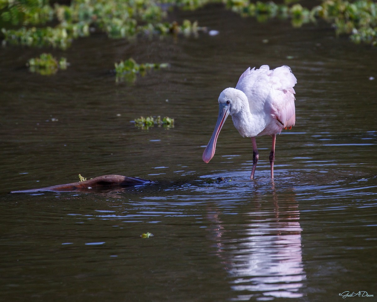 Roseate Spoonbill - ML505667841