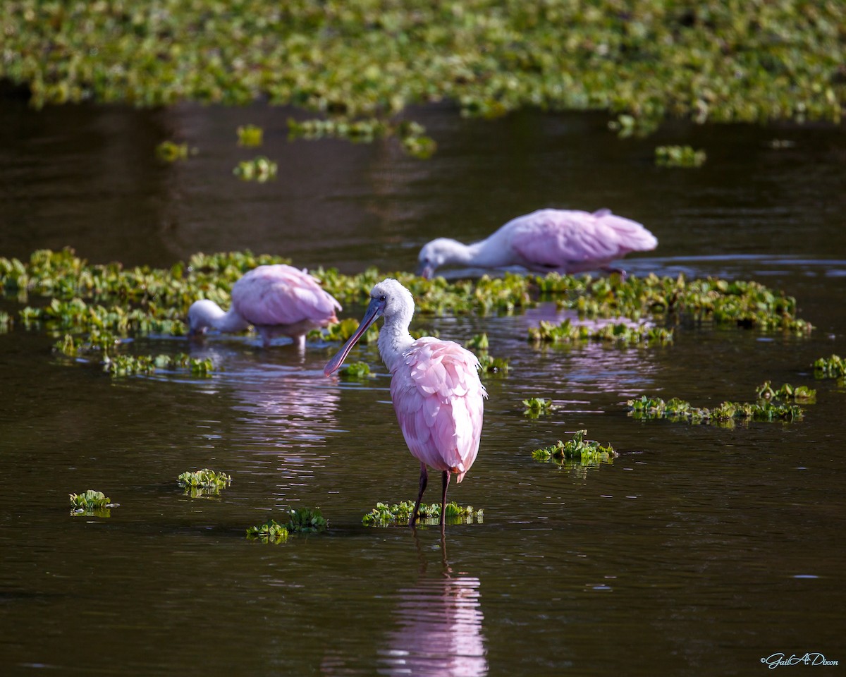 Roseate Spoonbill - ML505667851